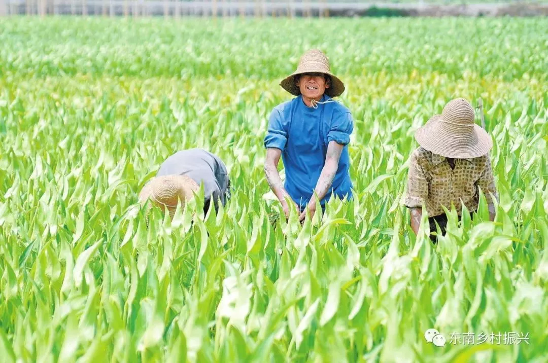 溫州：幫扶團重點圍繞文成縣高山果蔬溫州國家農(nóng)業(yè)科技園區(qū)示范區(qū)建設開展工